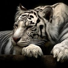 Схема вышивки «Тигр»