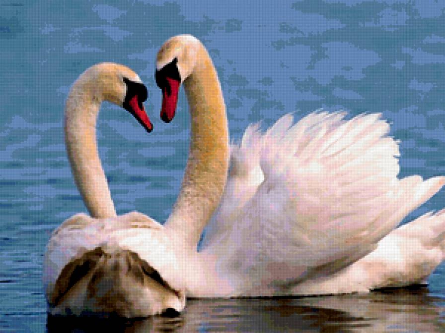 лебеди - любовь, птицы - предпросмотр
