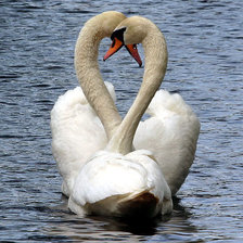лебединая любовь