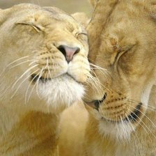 Схема вышивки «львы»