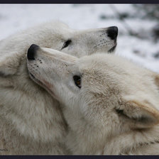 Схема вышивки «волки»