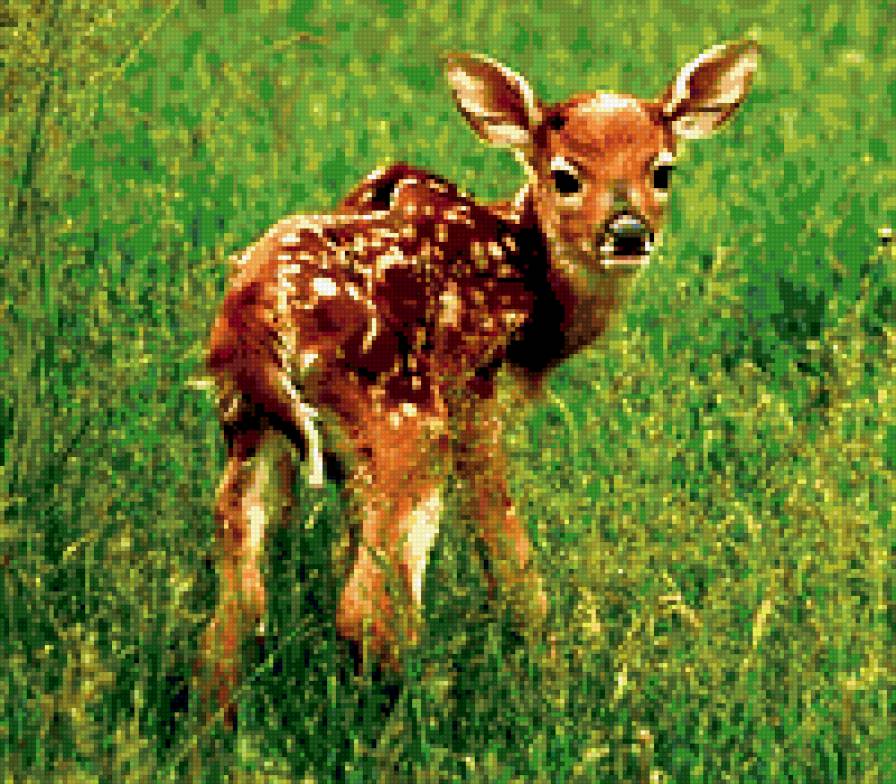 олененок - детеныши, животные - предпросмотр