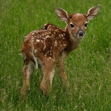 Схема вышивки «олененок»