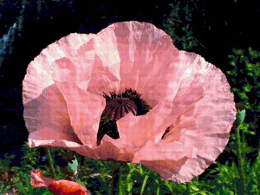 мак - предпросмотр