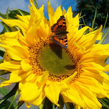 Схема вышивки «цветок»