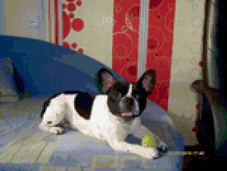 бони - предпросмотр