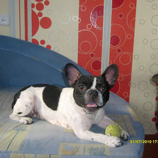 Схема вышивки «бони2»