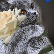 Схема вышивки «лапочка»