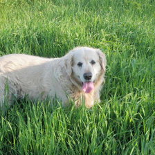 Схема вышивки «дак»