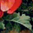 Предпросмотр схемы вышивки «маки» (№361837)