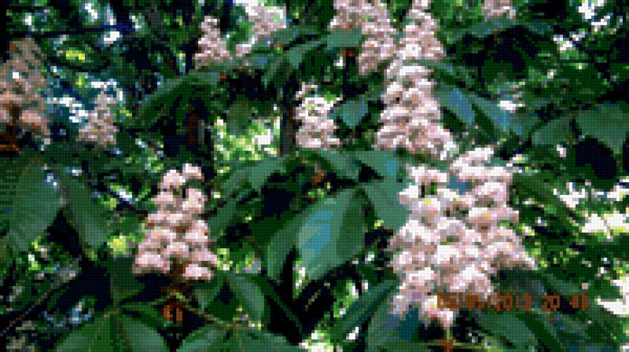 цветущий каштан - предпросмотр