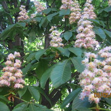 цветущий каштан