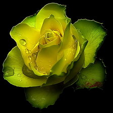 Схема вышивки «желтая красавица»