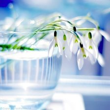 подснежники