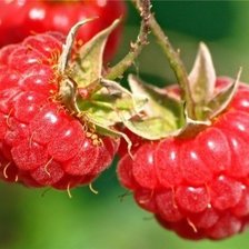 Схема вышивки «малинка»