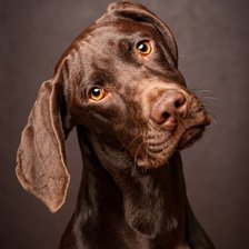 Схема вышивки «собака»