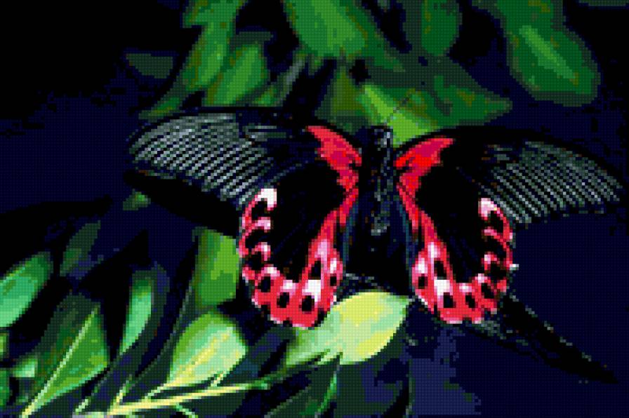 БАБОЧКА - предпросмотр