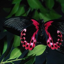 Схема вышивки «БАБОЧКА»