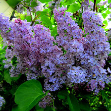 Схема вышивки «сирень»