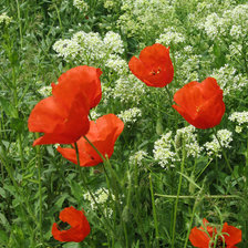 Схема вышивки «цветы»