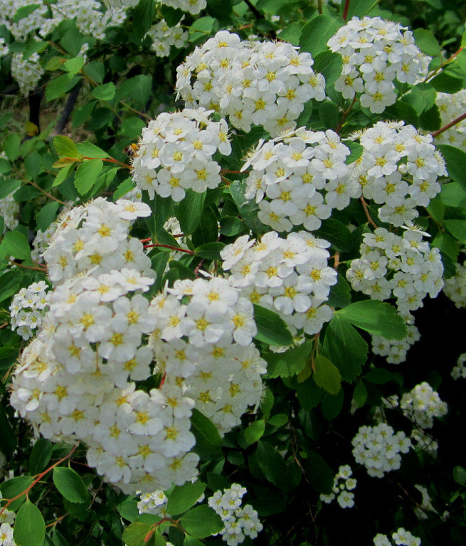 цветы - оригинал