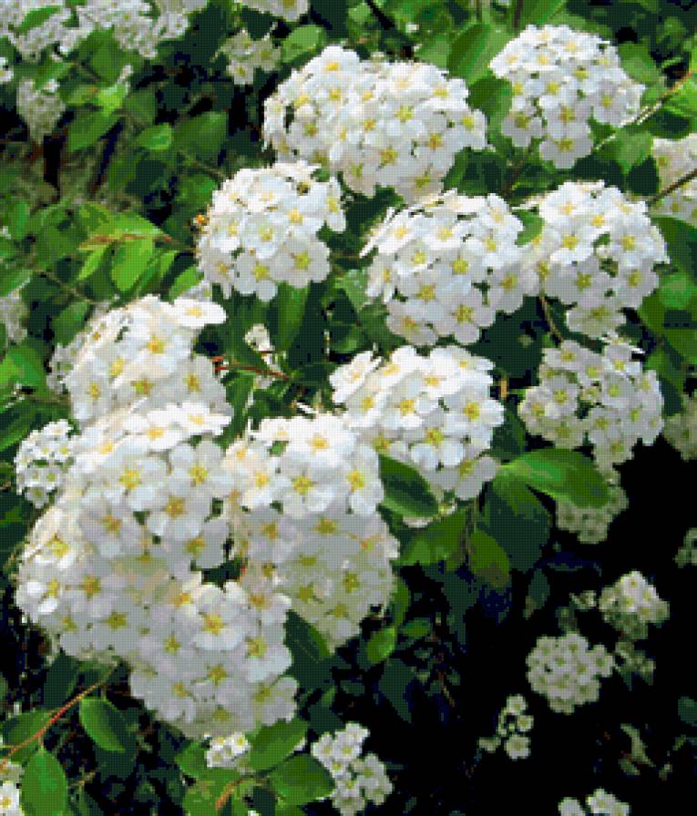 цветы - предпросмотр