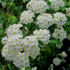 Схема вышивки «цветы»