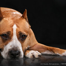 Схема вышивки «красава»