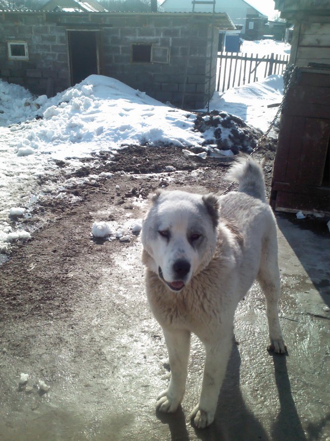 алабай БУШКА - собака алабай - оригинал