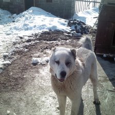 Схема вышивки «алабай БУШКА»