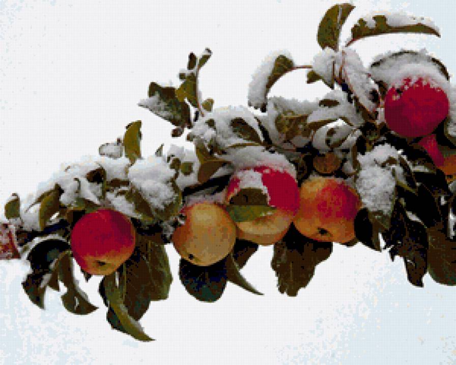 яблоки на снегу - предпросмотр