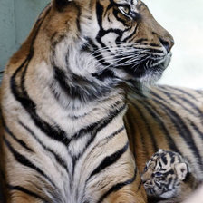 Схема вышивки «мамочка 3»