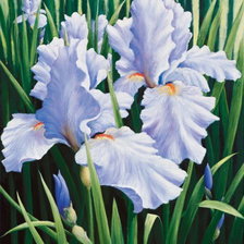 Схема вышивки «ирисы»