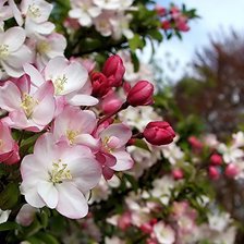 Схема вышивки «цвет»