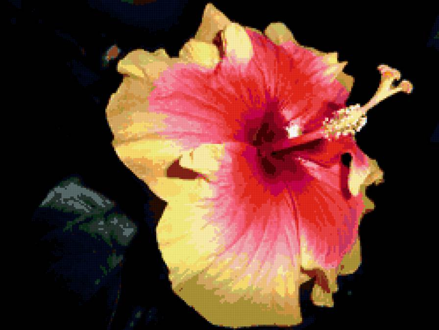 Мой любимый гибискус!!! - цветы - предпросмотр