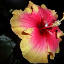 Схема вышивки «Мой любимый гибискус!!!»