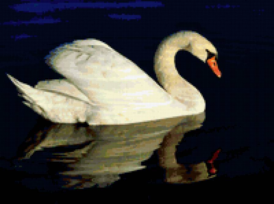 лебедь - птицы, лебедь. лебеди, отражение, озеро - предпросмотр