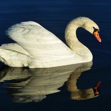 Схема вышивки «лебедь»