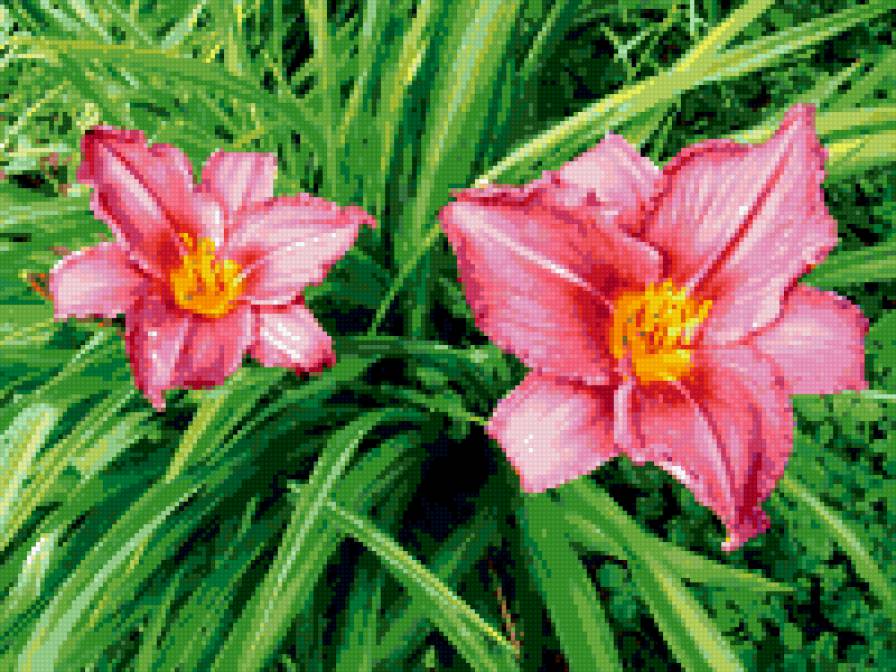 лилии - цветы, лилии, цветник - предпросмотр