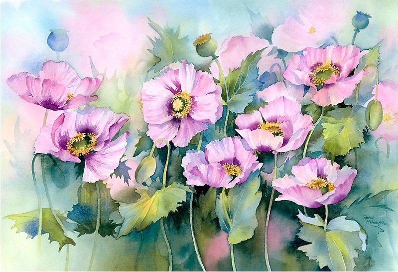 маки - цветы - оригинал