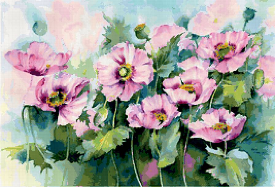 маки - цветы - предпросмотр