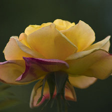 Схема вышивки «роза»