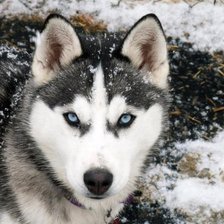 Схема вышивки «Волк»