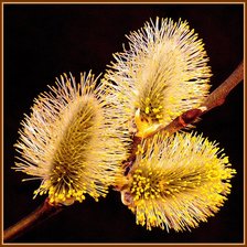 Схема вышивки «верба»