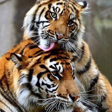 Схема вышивки «Пара тигров»