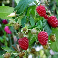 Схема вышивки «малина»