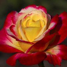 Схема вышивки «роза»