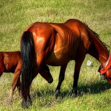 Схема вышивки «лошади»