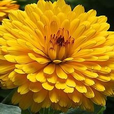 Схема вышивки «цветок»