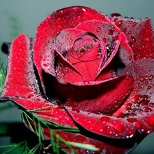 Схема вышивки «Роза»